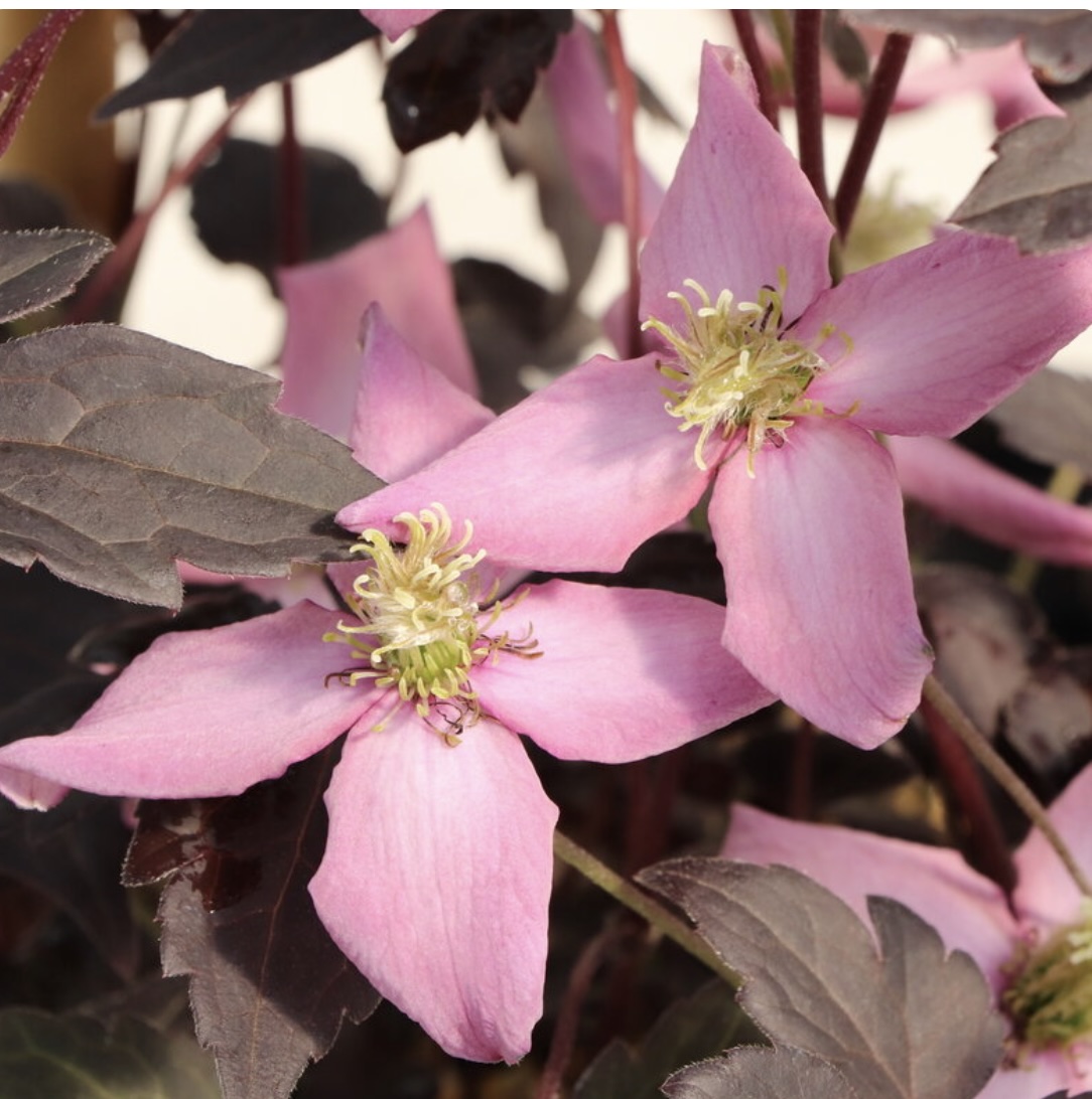 Moongate Mocha� Clematis 1G
