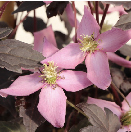 Moongate Mocha� Clematis 1G