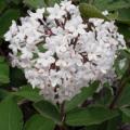 VIBURNUM, KOREAN SPICE 7 GALLON