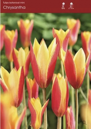 Chrysantha Tulip 6 Pack