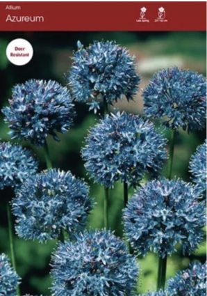 Azureum Allium 10 Pack