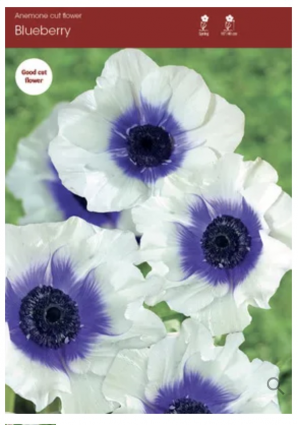 Blueberry Anemone 5 Pack