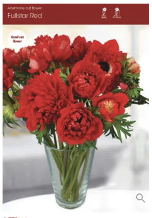 Fullstar Red Anemone 5 Pack