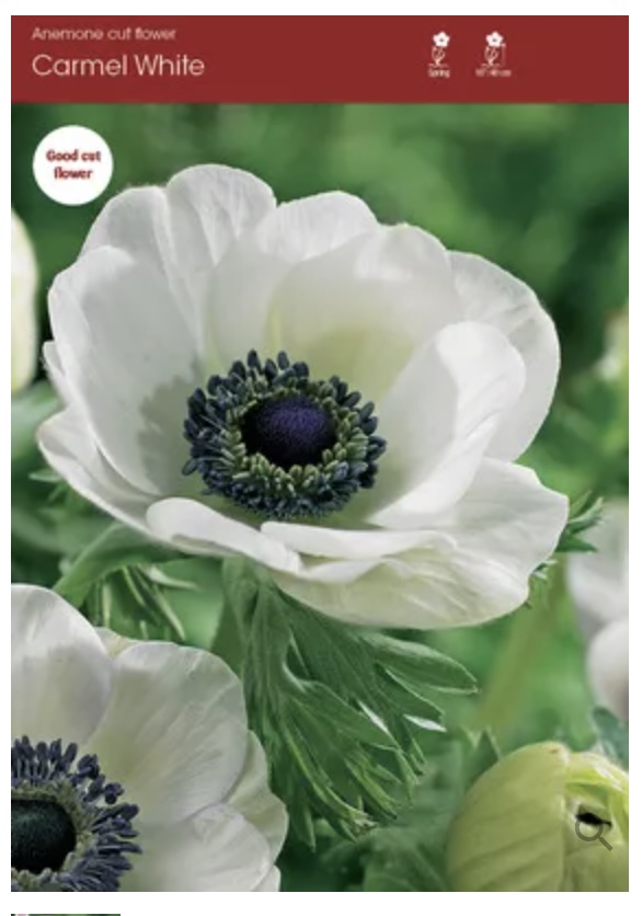Carmel White Anemone 5 Pack