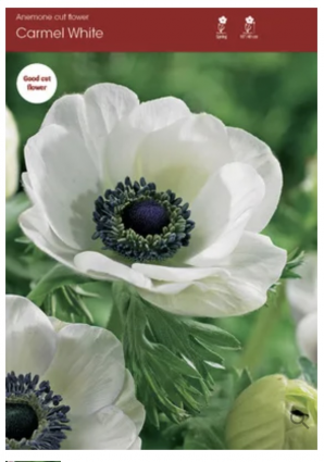 Carmel White Anemone 5 Pack