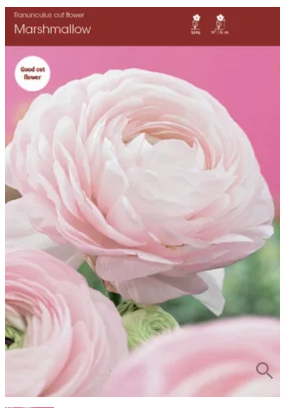 Marshmallow Ranunculus 5 Pack