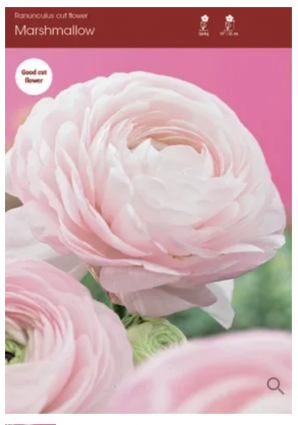 Marshmallow Ranunculus 5 Pack