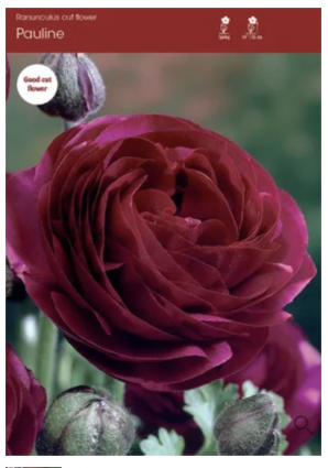 Pauline Ranunculus 5 Pack