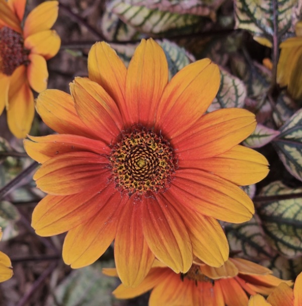 Orange Marble Heliopsis 1G