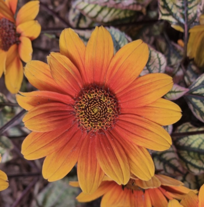 Orange Marble Heliopsis 1G