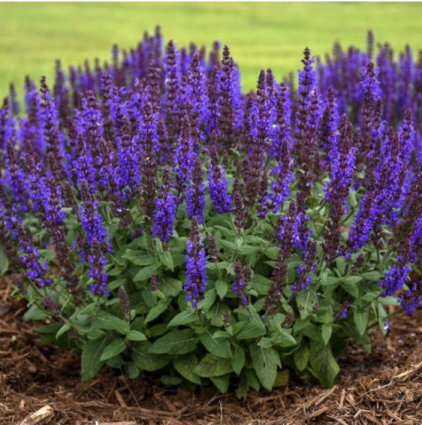 Bumble Sky Salvia 1G