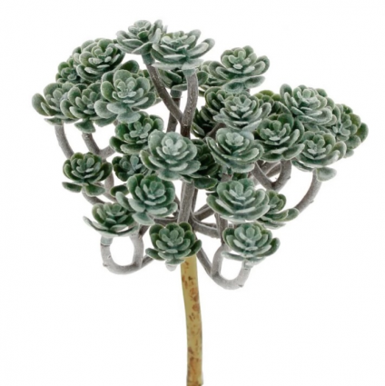Sedum Clump Pick 5.5"W x 8"H