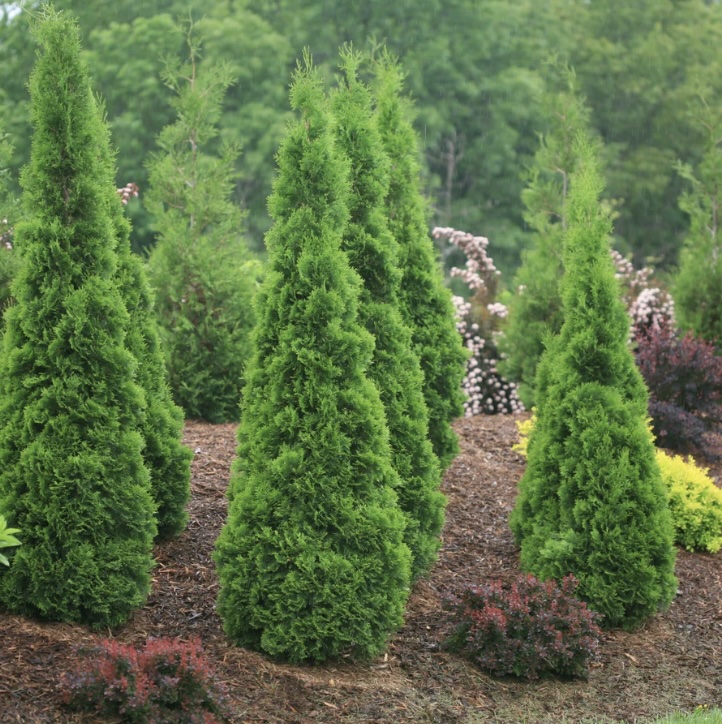 North Pole&reg; Arborvitae 6'