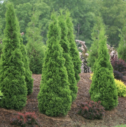 North Pole&reg; Arborvitae 3-5G&nbsp;
