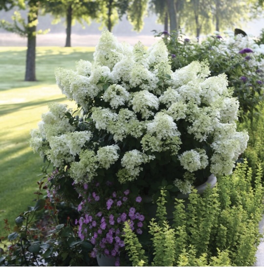 Bobo&reg; Panicle Hydrangea 2G
