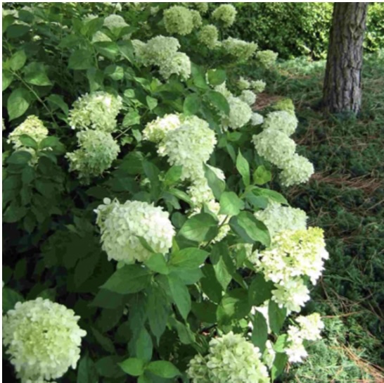 'Limelight' Panicle Hydrangea 7G