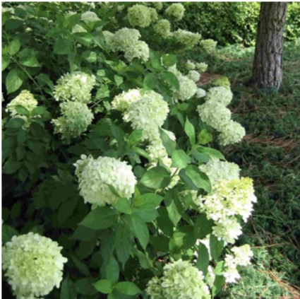 'Limelight' Panicle Hydrangea 7G