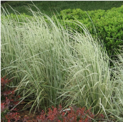 Overdam Feather Reed Grass 1G