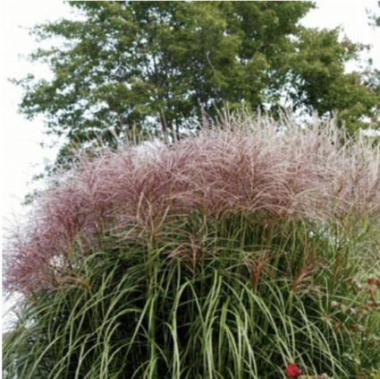 Red Silver Maiden Grass 3-5G