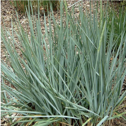 Blue Dune Lyme Grass 3-5G