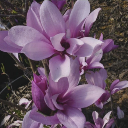 Ann Magnolia 15G