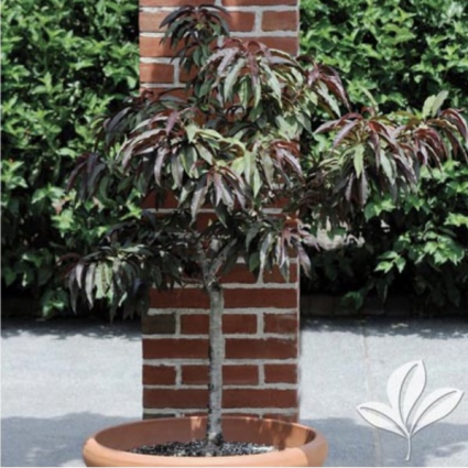 Bonfire Patio Peach Tree 7G