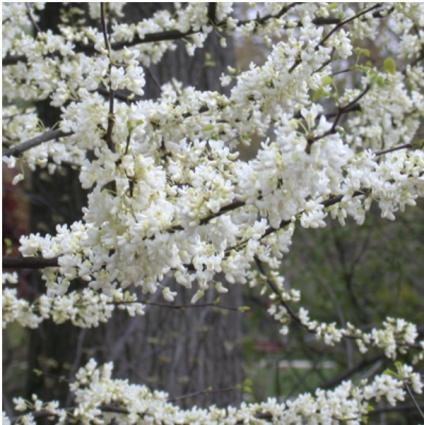 Whitebud Tree 1.5"