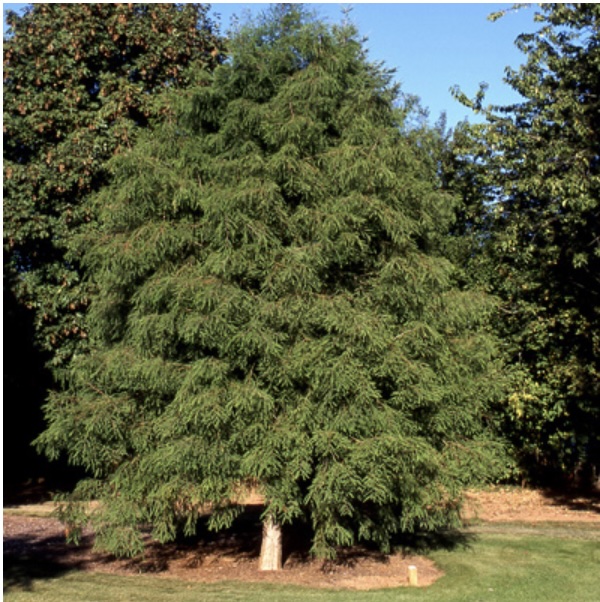 Bald Cypress 25G
