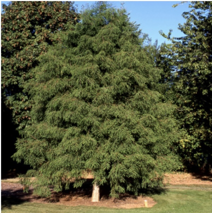 Bald Cypress 25G