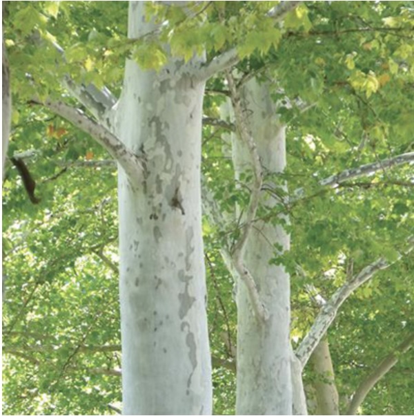 Rockford Road London Plane 15G
