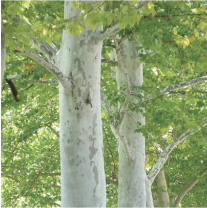 Rockford Road London Plane 15G