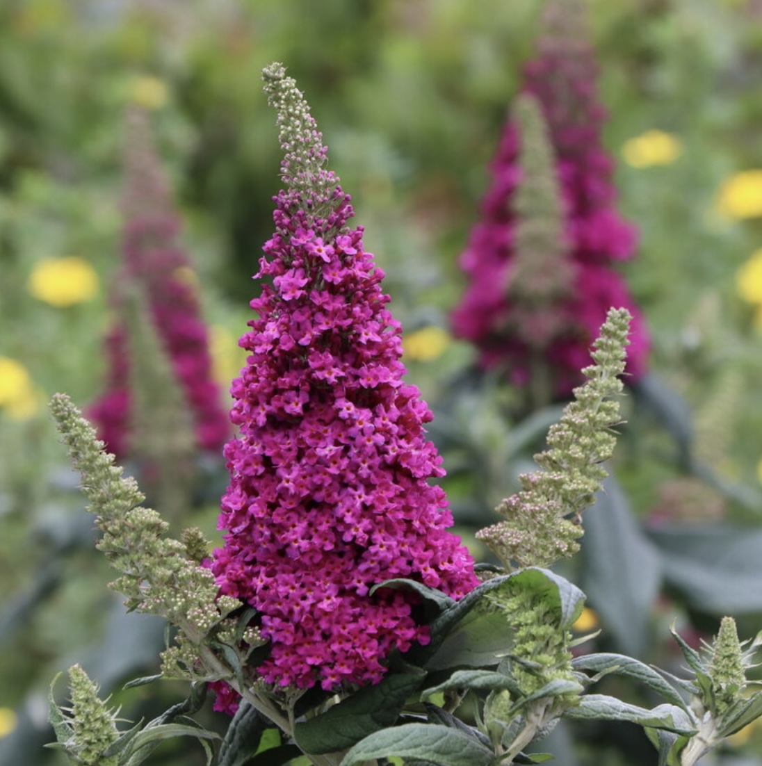 Pugster Pico Punch� Butterfly Bush 2G