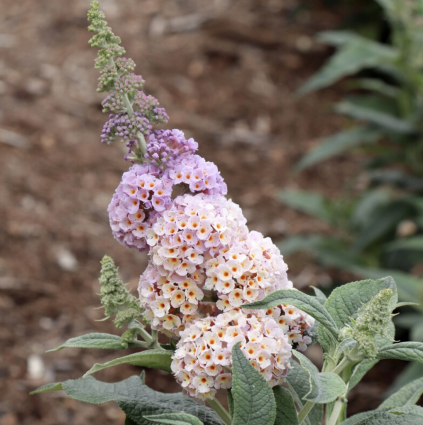 Pugster Sorbet� Butterfly Bush 2G
