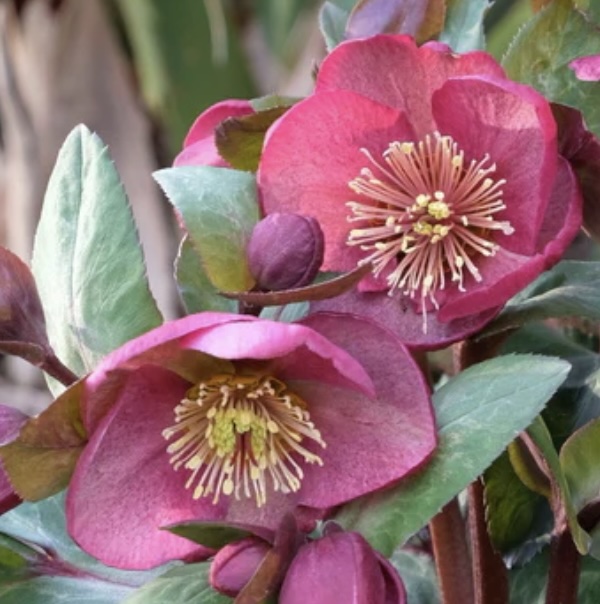 Winter Angel Charmer Helleborus 1G