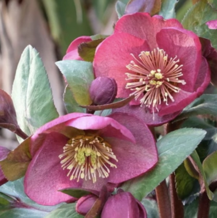 Winter Angel Charmer Helleborus 1G