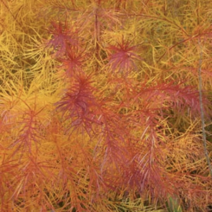Butterscotch Amsonia 1G