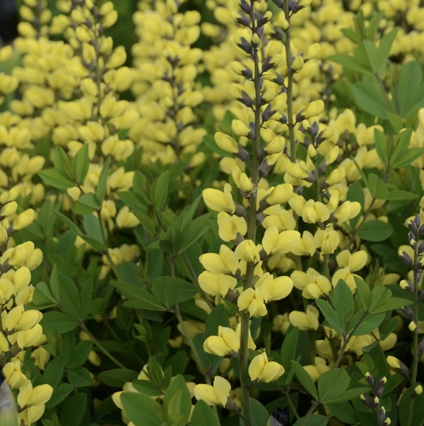 Lemon Meringue Baptisia 2G