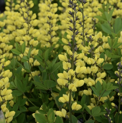 Lemon Meringue Baptisia 2G