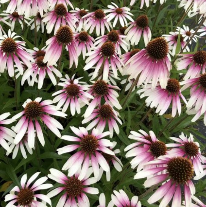Pretty Parasols Echinacea 1G
