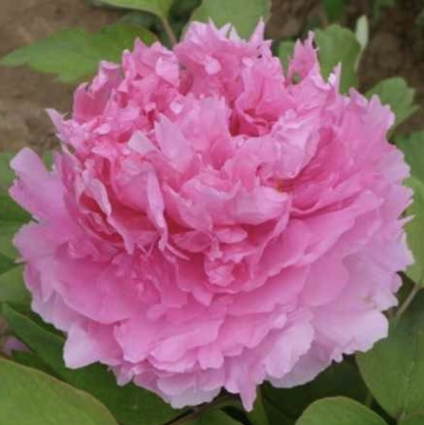 Rosy Jade Tree Peony 3G