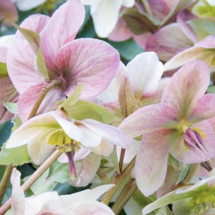Angel Glow Helleborus 1G