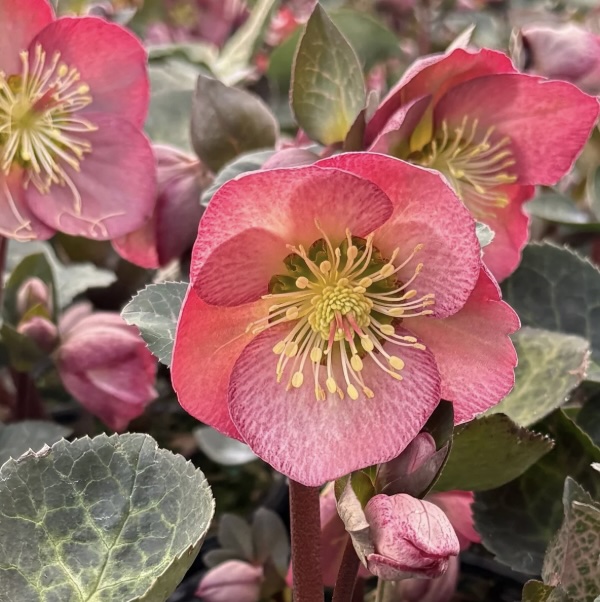Elemental Helleborus 1G