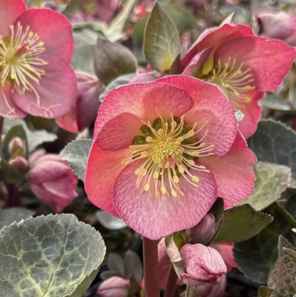 Elemental Helleborus 1G