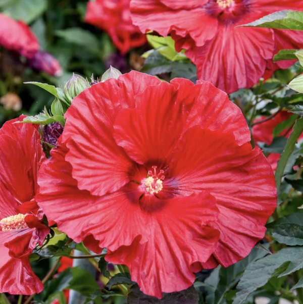 Garnet Globes Hibiscus 3G