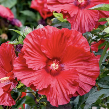 Garnet Globes Hibiscus 3G