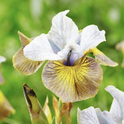 Uncorked Siberian Iris 1G