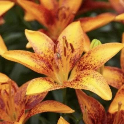 Tiny Sensation Asiatic Lily 1G