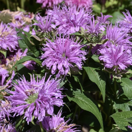 Beemine Purple Bee Balm 1G