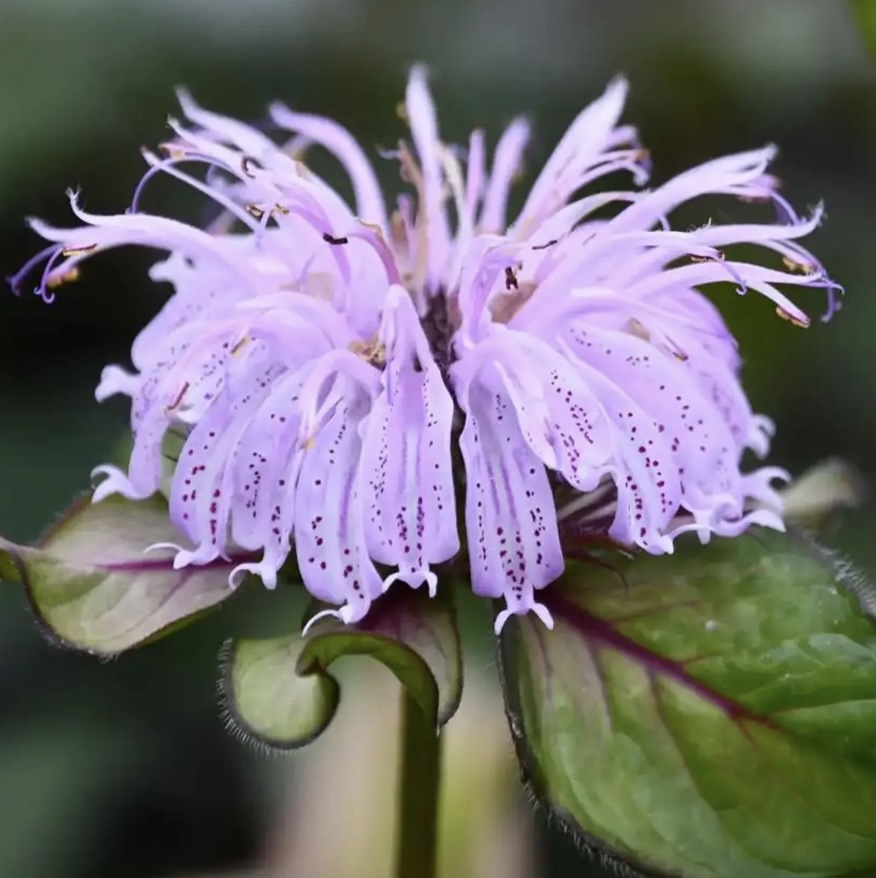 Midnight Oil Bee Balm 1G