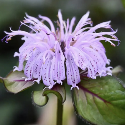 Midnight Oil Bee Balm 1G